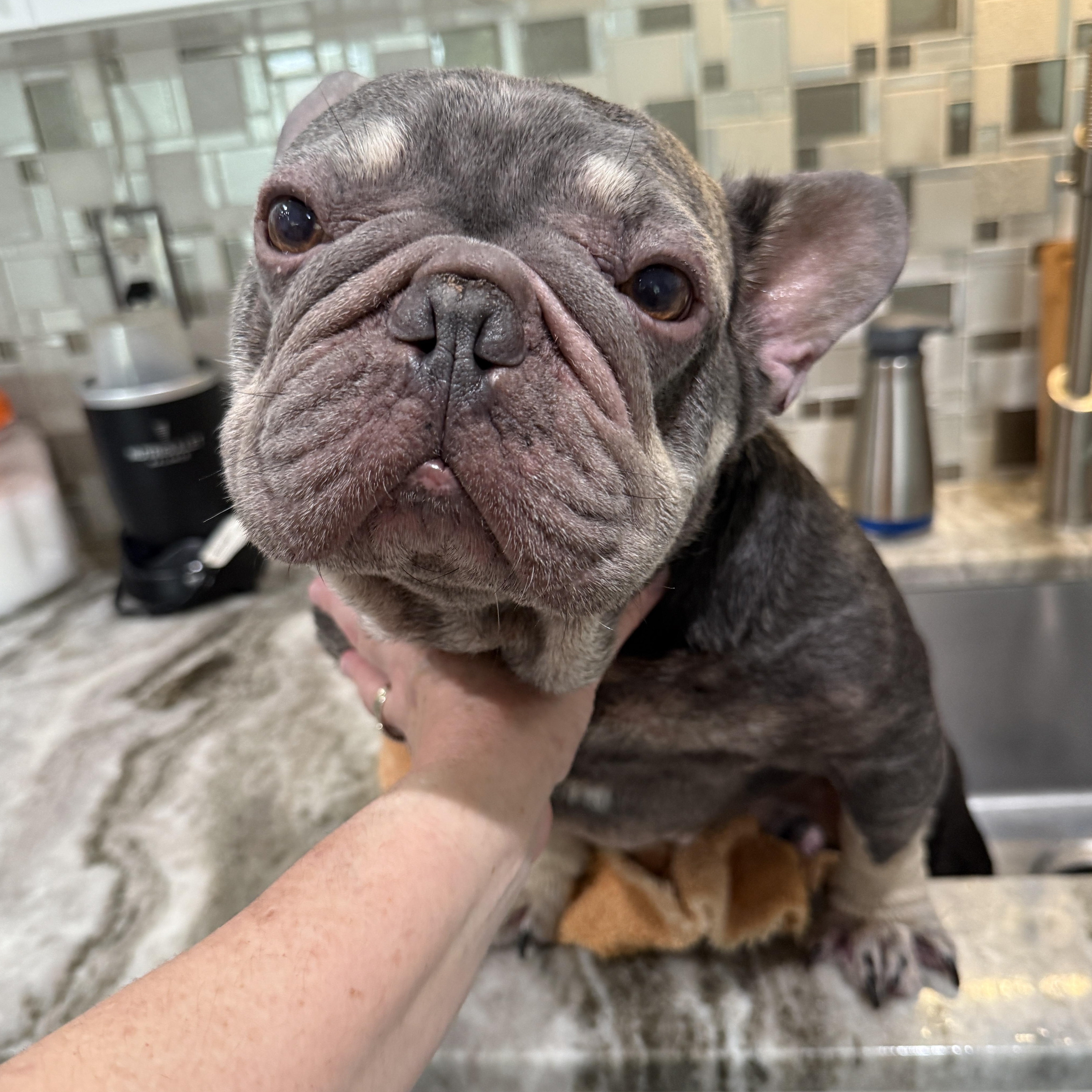 Enlarge Logan, a ADOPTABLE French Bulldog in Plantation, FL image 5/5