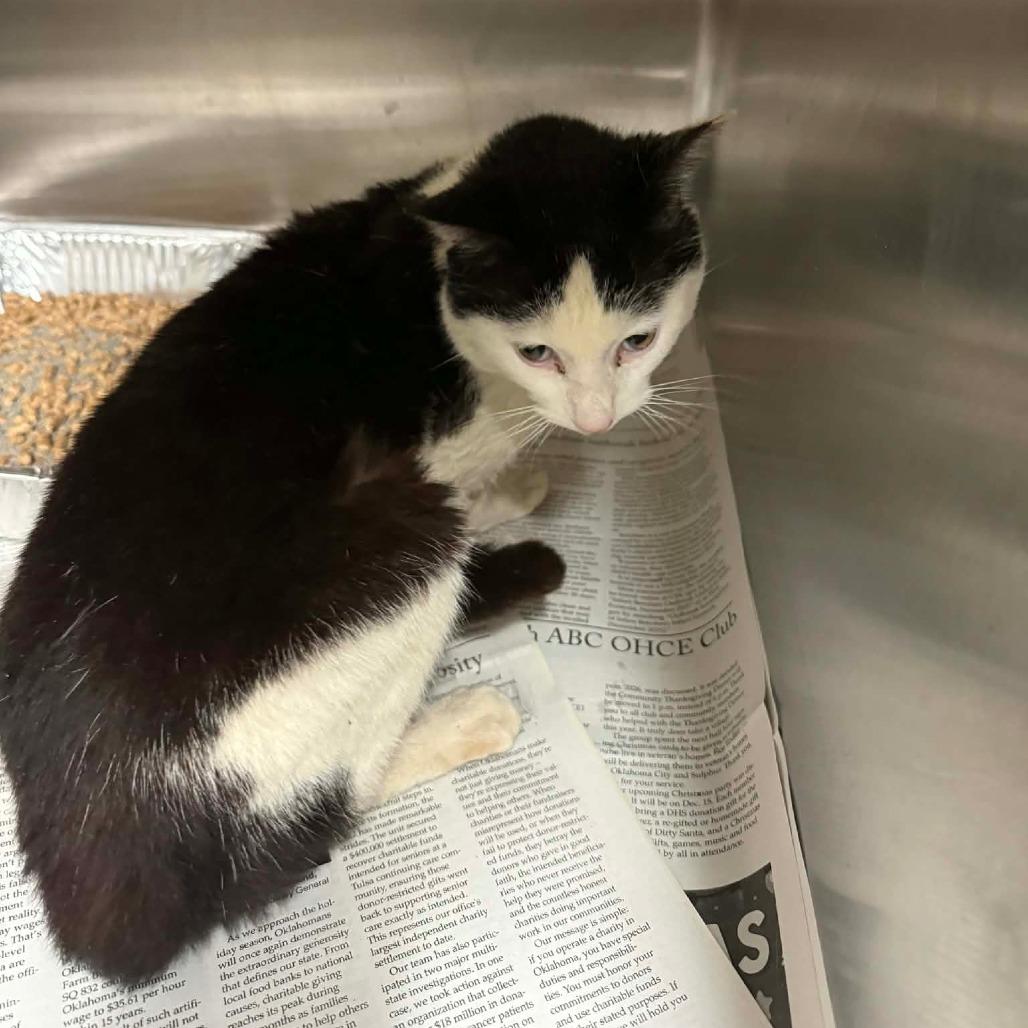 Termite, Adoptable, Senior Male Domestic Short Hair.