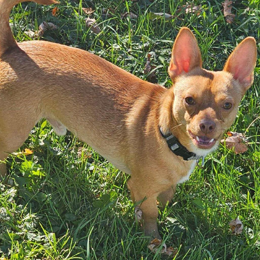 Tobasco, a Adoptable Chihuahua in Brainerd, MN image 1/6