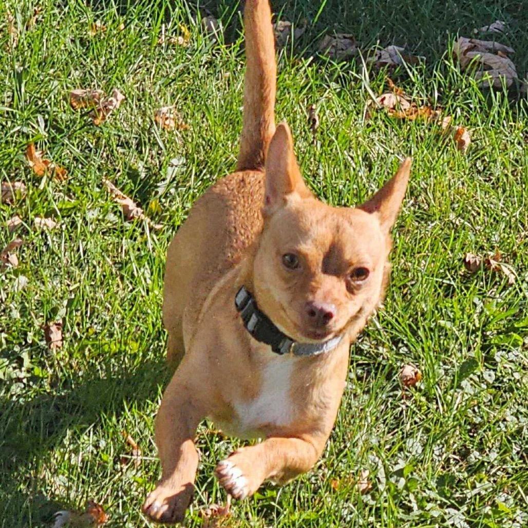 Tobasco, a Adoptable Chihuahua in Brainerd, MN image 2/6