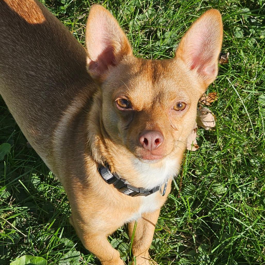 Tobasco, a Adoptable Chihuahua in Brainerd, MN image 3/6