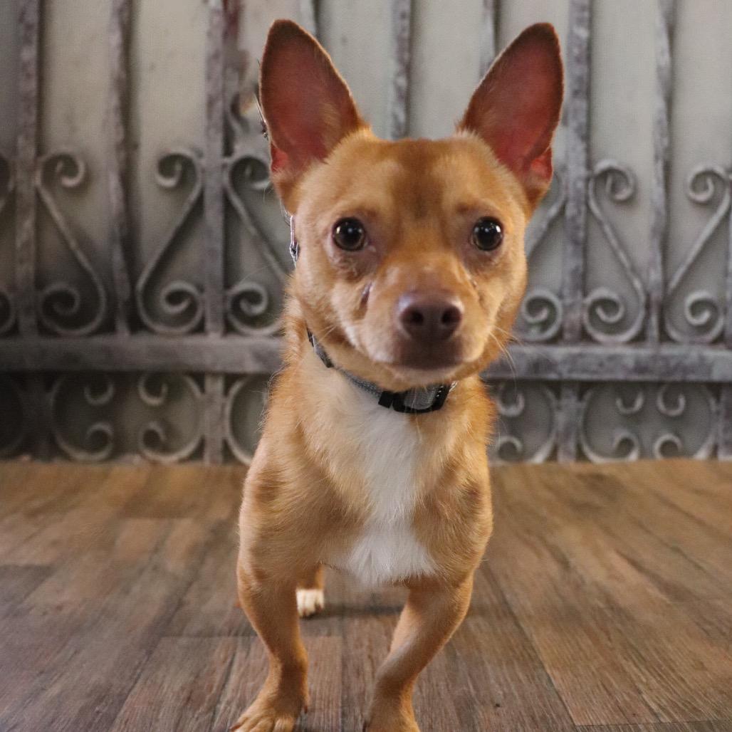 Tobasco, a Adoptable Chihuahua in Brainerd, MN image 4/6