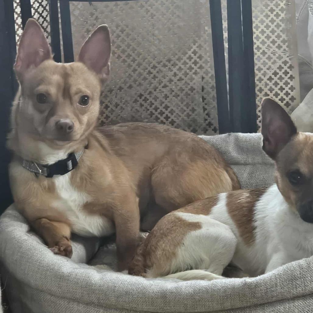 Tobasco, a Adoptable Chihuahua in Brainerd, MN image 5/6