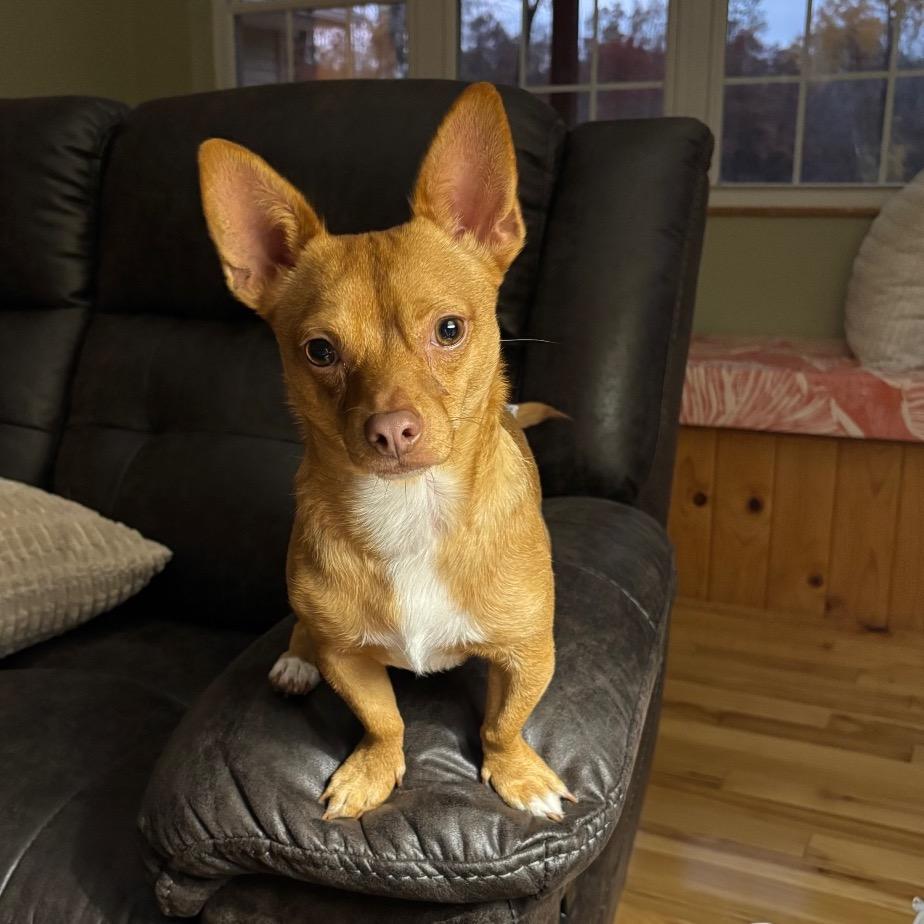 Tobasco, a Adoptable Chihuahua in Brainerd, MN image 6/6