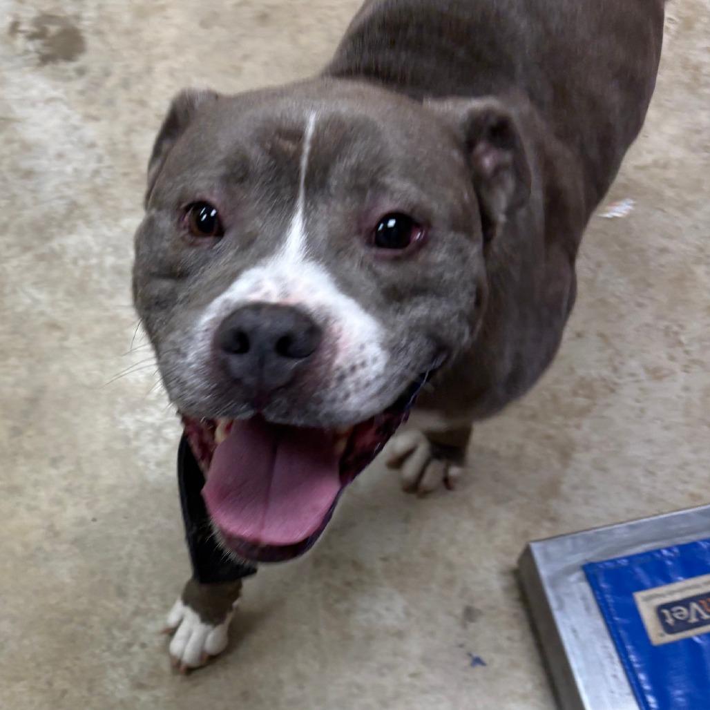 Slater 061605U, Adoptable, Adult Male Pit Bull Terrier & Mixed Breed.