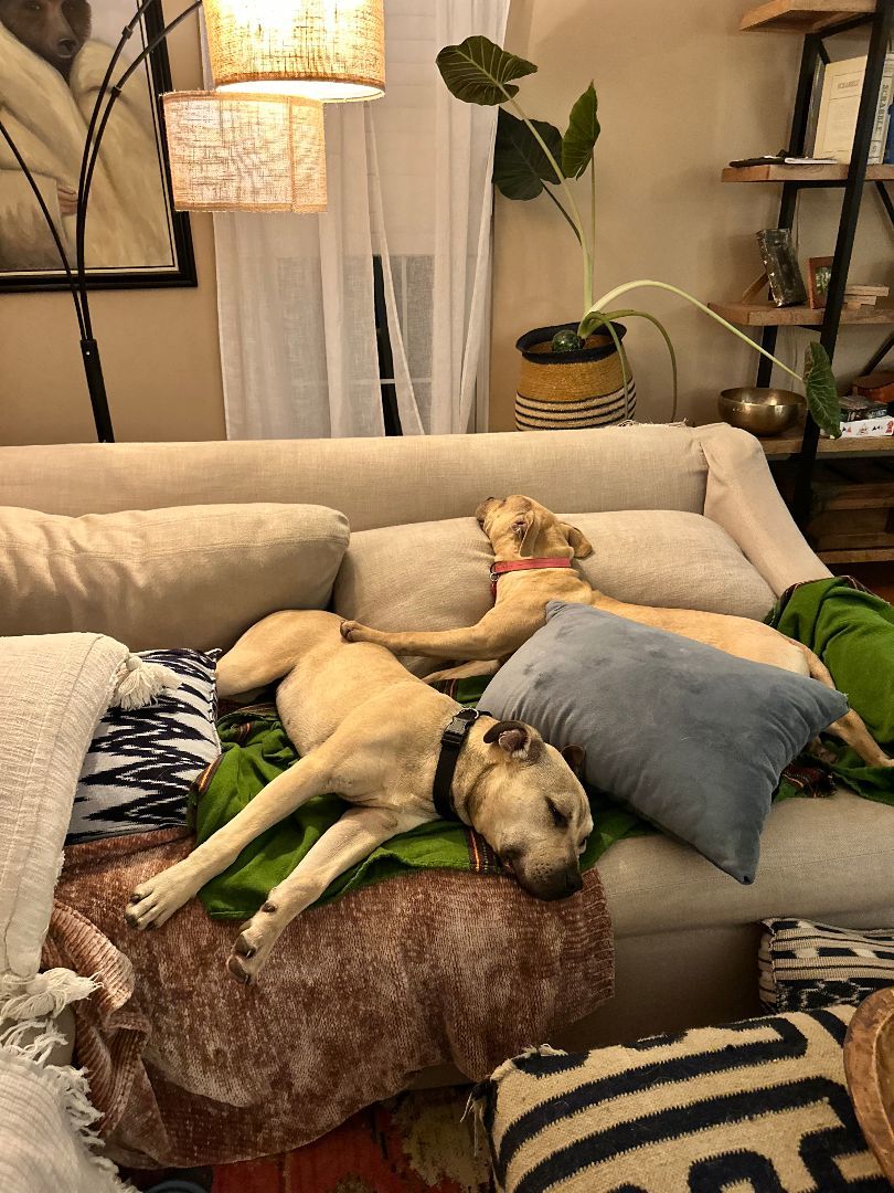 Enlarge Donald, a Adopted Pit Bull Terrier in Asheville, NC image 1/4