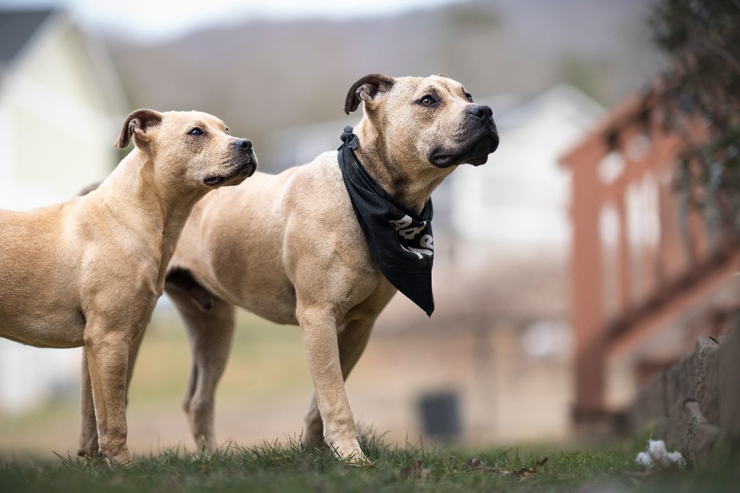 Enlarge Donald, a Adopted Pit Bull Terrier in Asheville, NC image 2/4