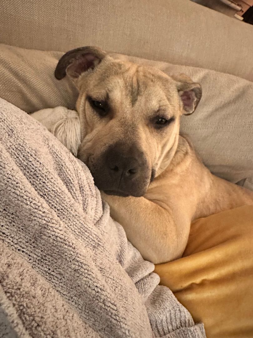 Enlarge Donald, a Adopted Pit Bull Terrier in Asheville, NC image 3/4