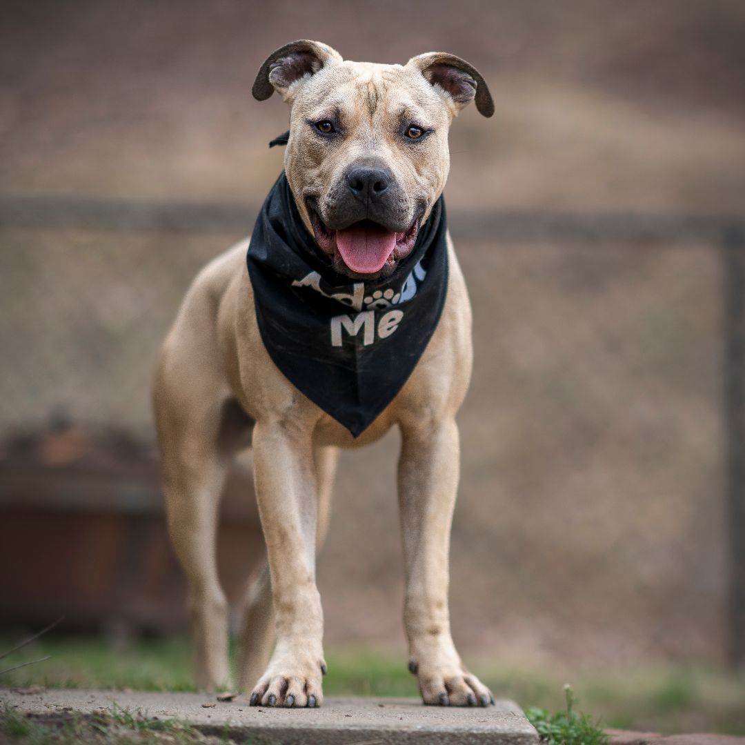 Enlarge Donald, a Adopted Pit Bull Terrier in Asheville, NC image 4/4