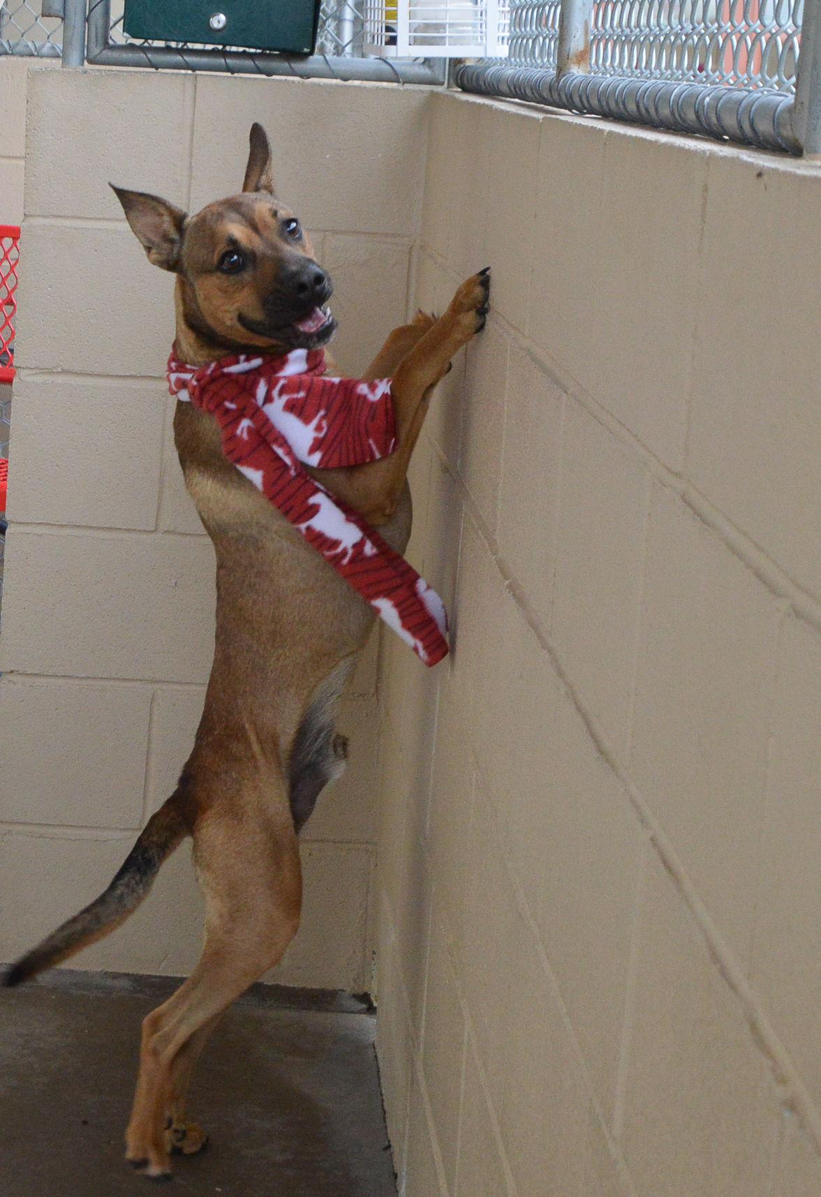 Dumpling, a Adopted Shepherd in McKinney, TX image 1/3