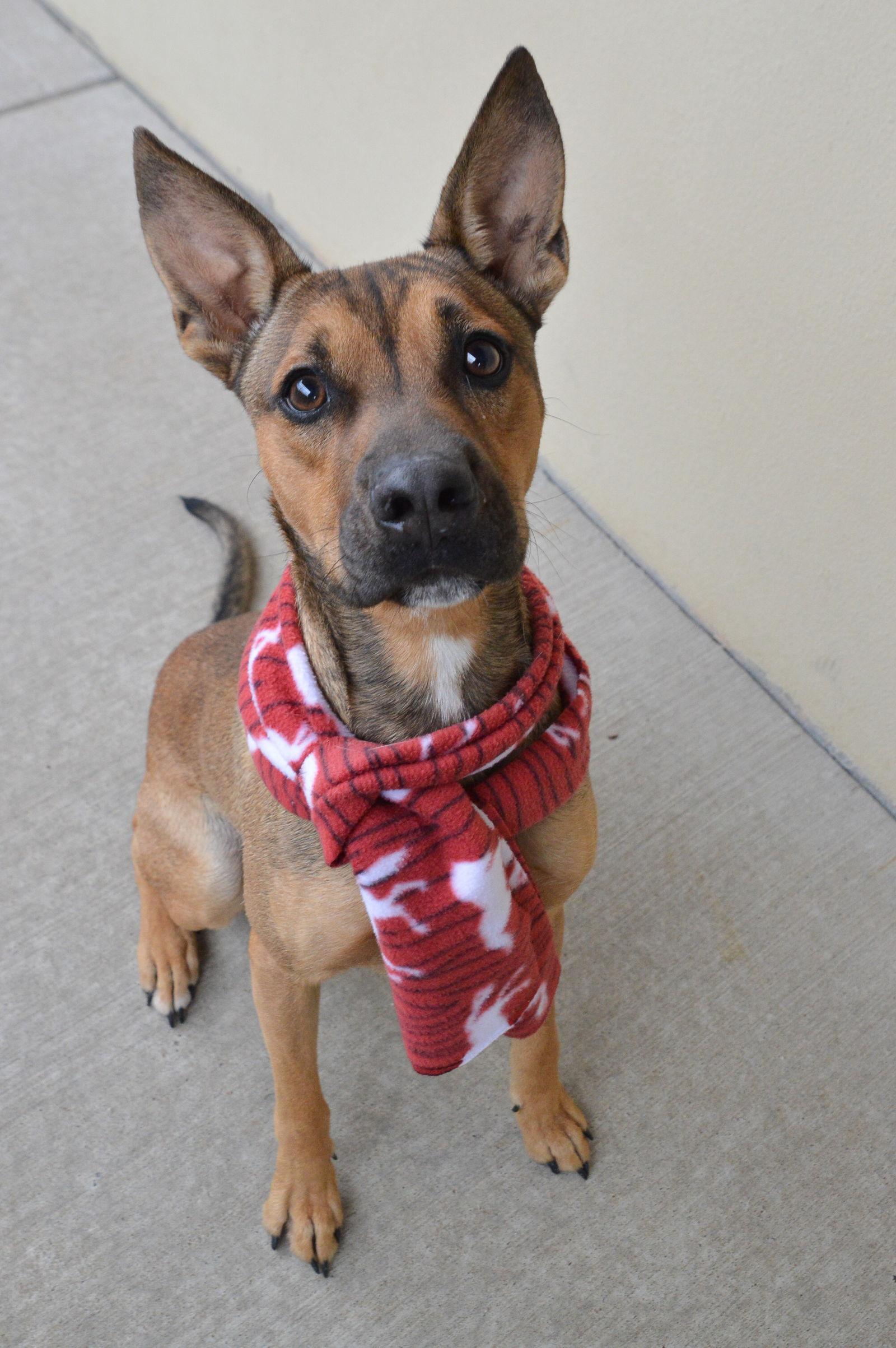 Dumpling, a Adopted Shepherd in McKinney, TX image 2/3