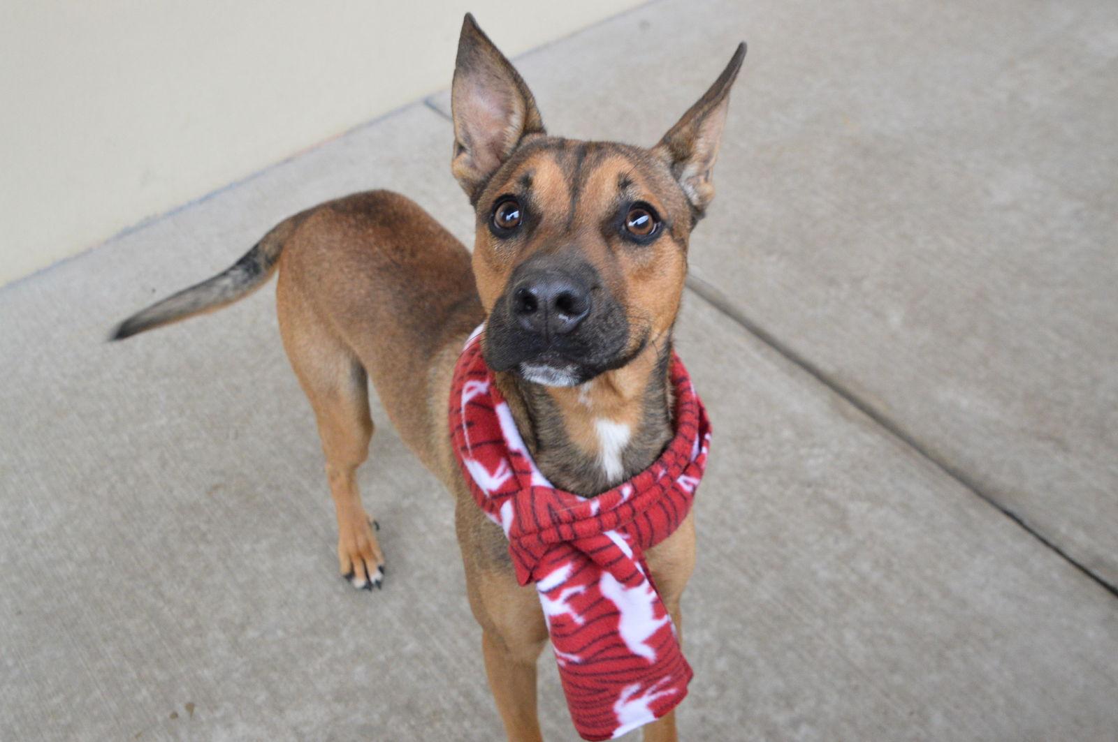 Dumpling, a Adopted Shepherd in McKinney, TX image 3/3