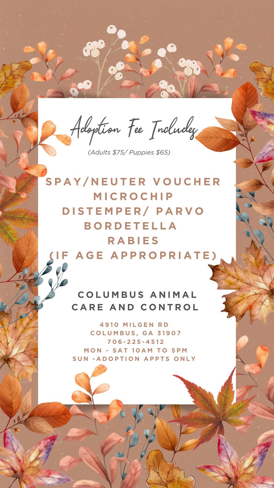 Kipper tag 116 avail 8/28, Adopted, Adult Female Mixed Breed.