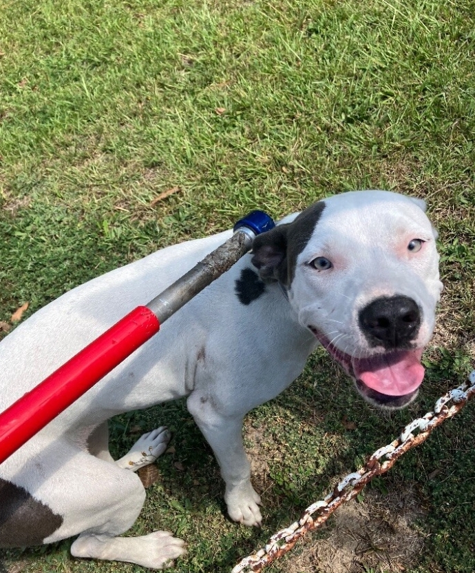 Enlarge Kipper tag 116 avail 8/28, a Adopted Mixed Breed in Columbus, GA image 2/2