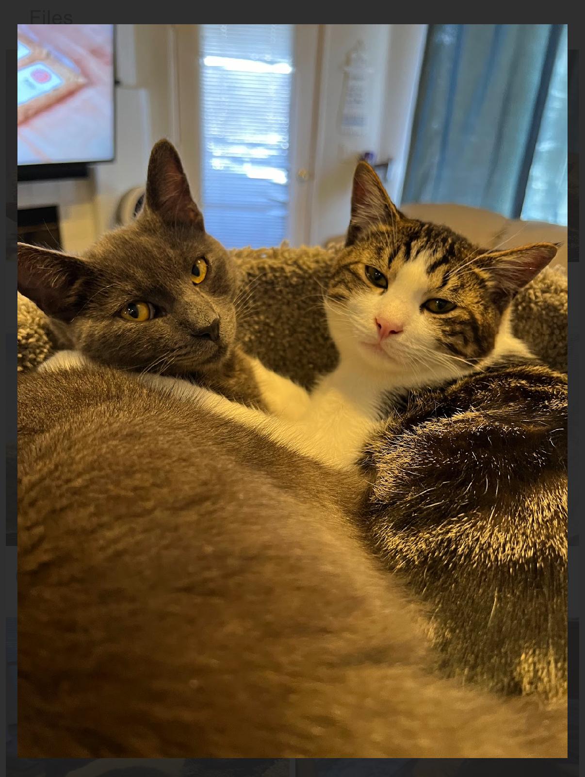 Zesty and Gustavo