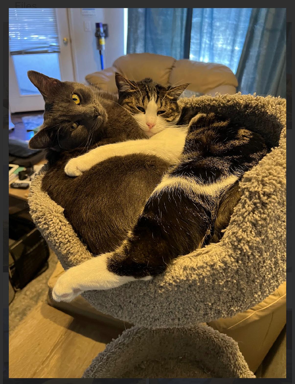 Zesty and Gustavo
