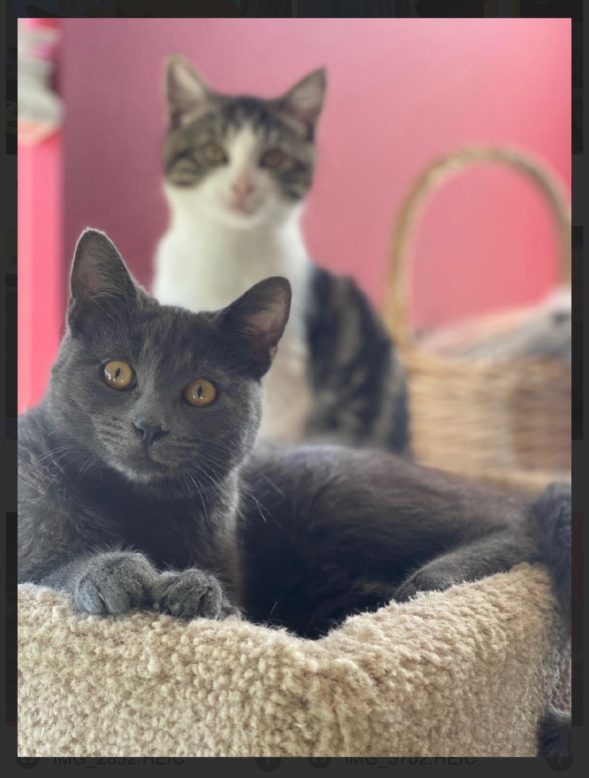 Zesty and Gustavo