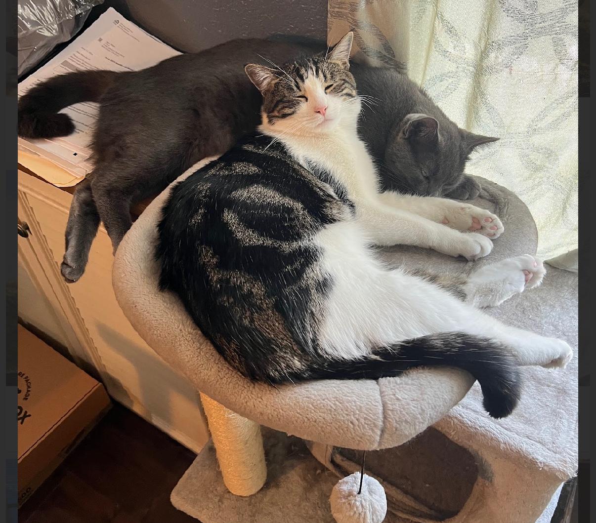 Zesty and Gustavo