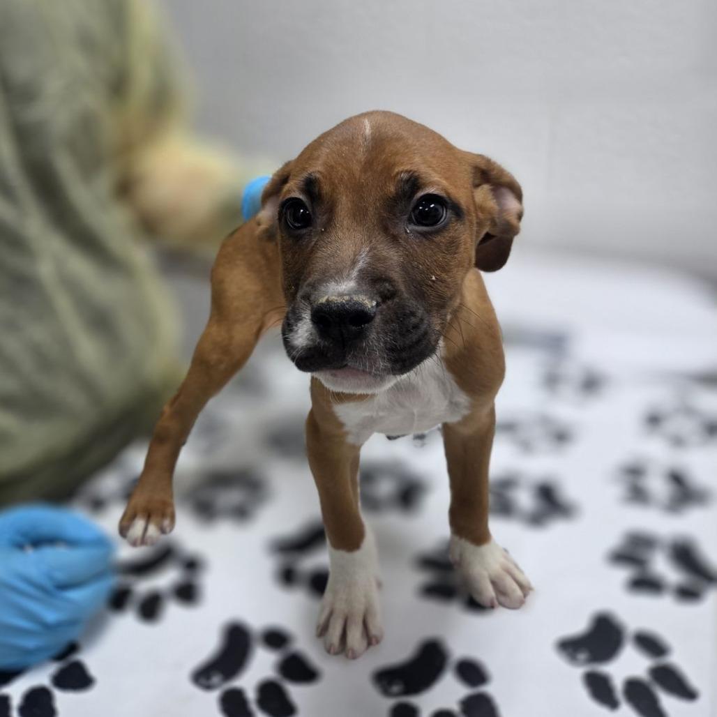 Chupacabra, Adoptable, Puppy Male American Bulldog & English Bulldog.