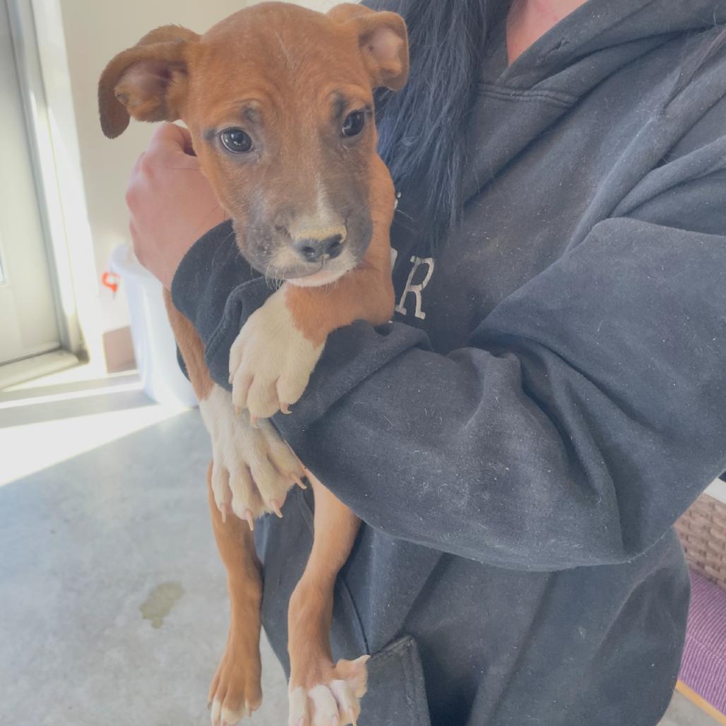 Enlarge Chupacabra, a Adoptable mixed breed in Incline Village, NV image 2/2