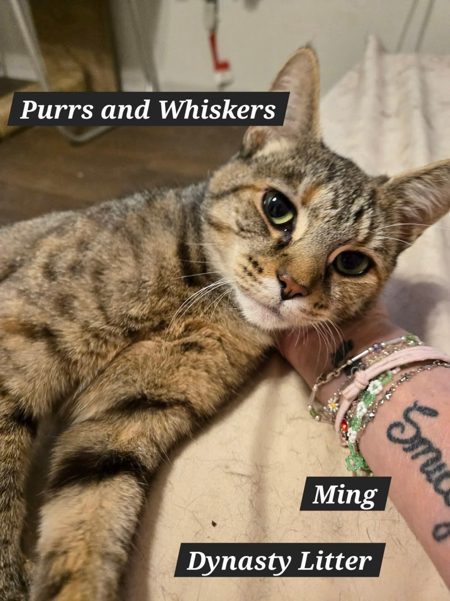 Enlarge Ming, a ADOPTABLE Domestic Short Hair in New Hartford, NY image 1/1