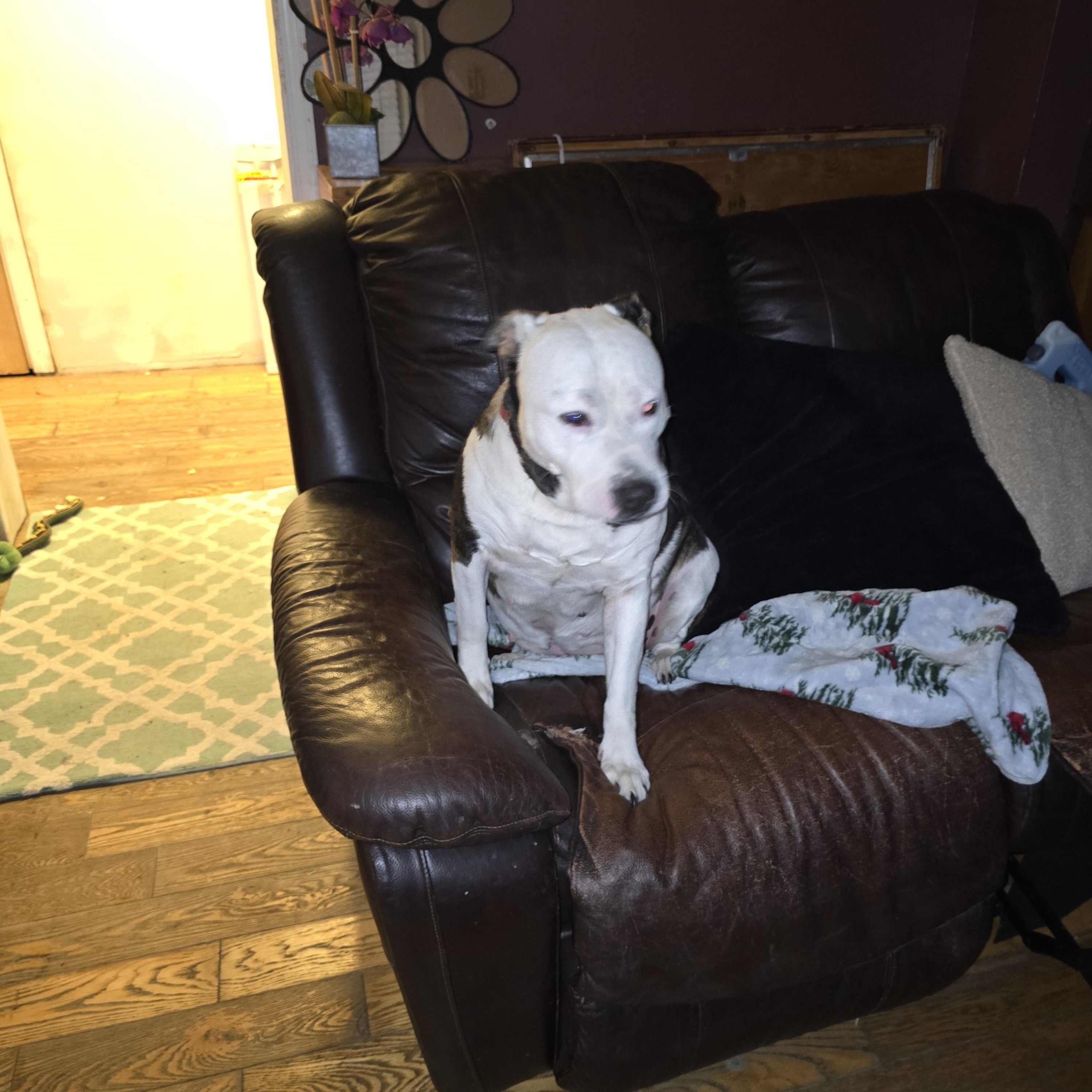 Athena (Mama), a Adoptable mixed breed in Nyack, NY image 1/4