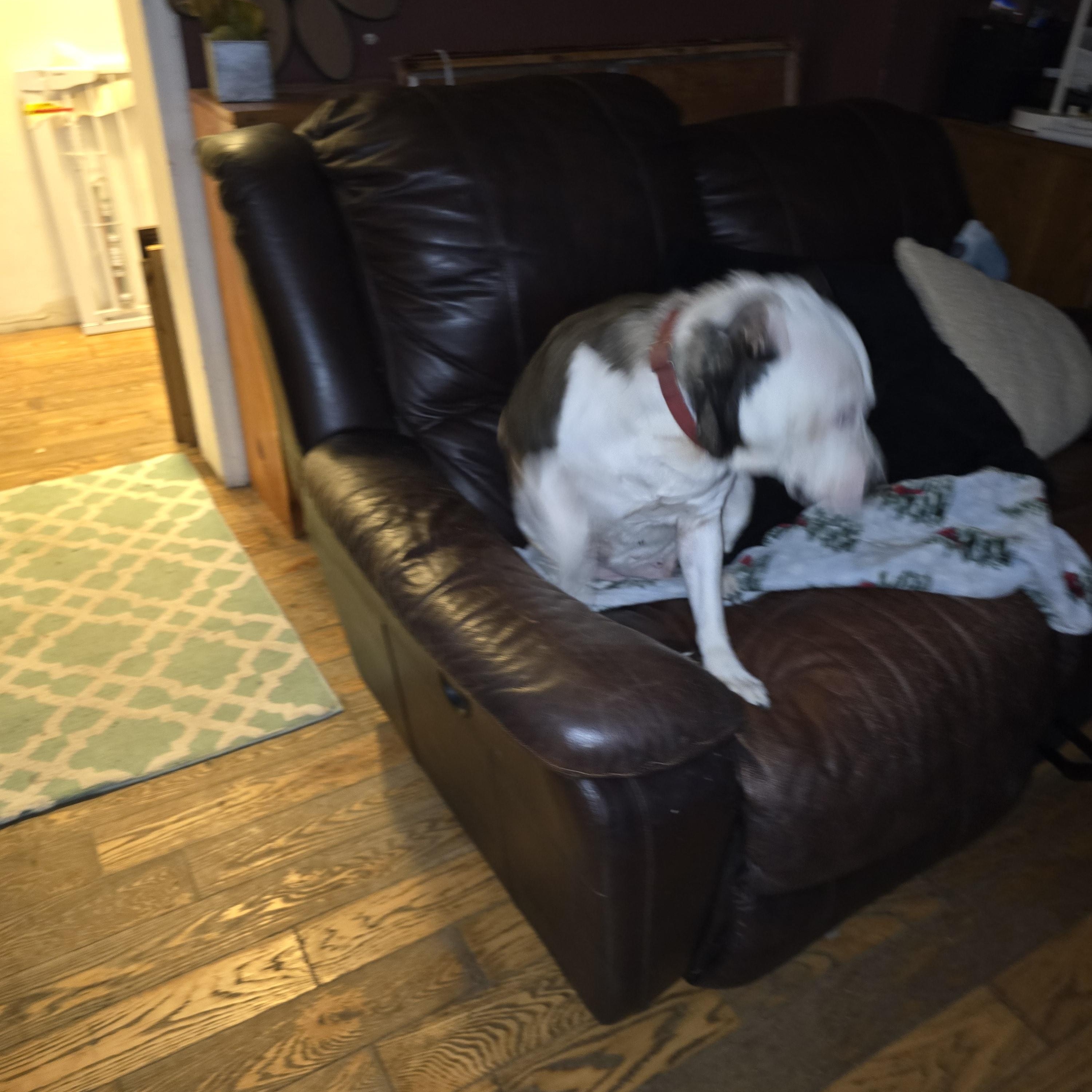 Athena (Mama), a Adoptable mixed breed in Nyack, NY image 2/4