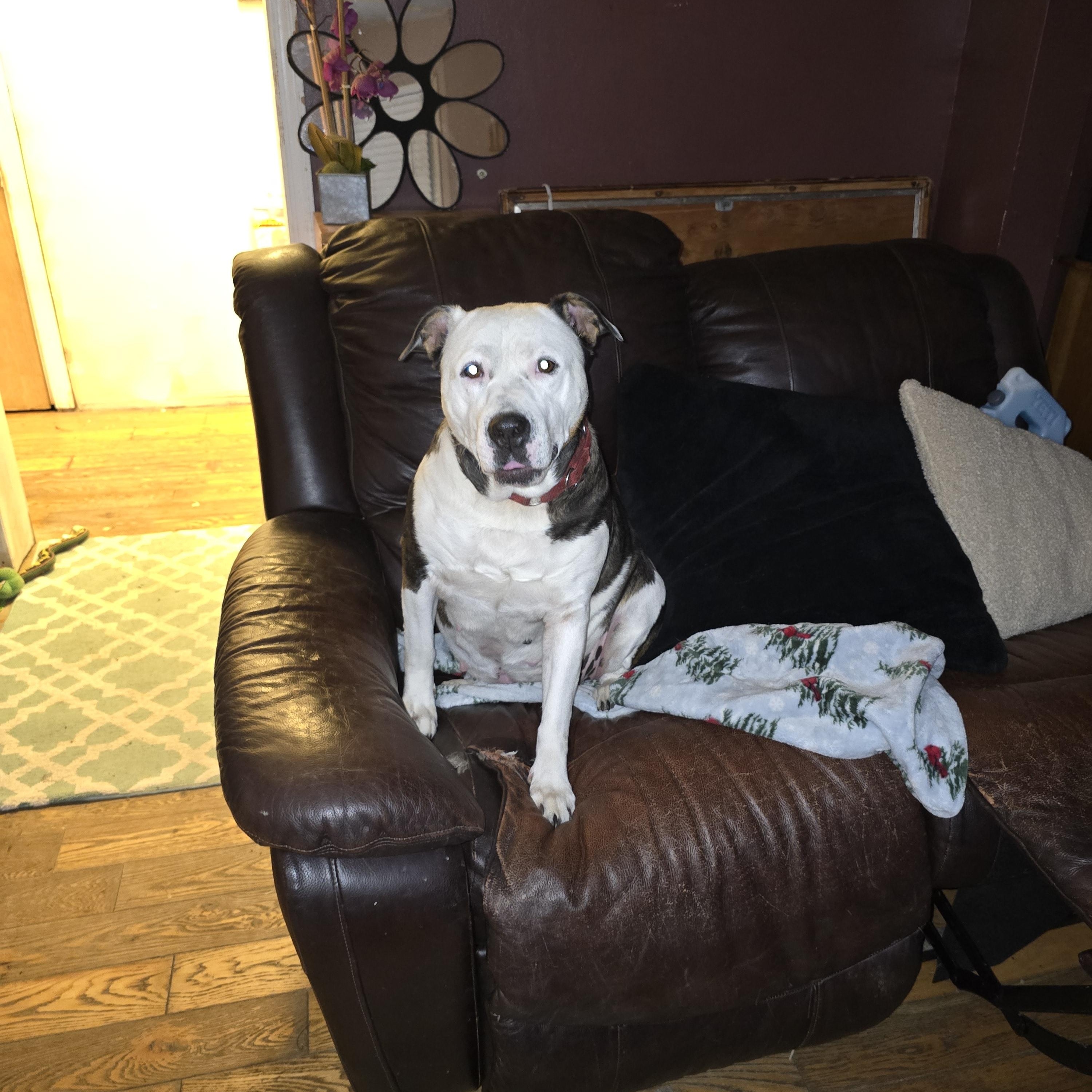 Athena (Mama), a Adoptable mixed breed in Nyack, NY image 3/4