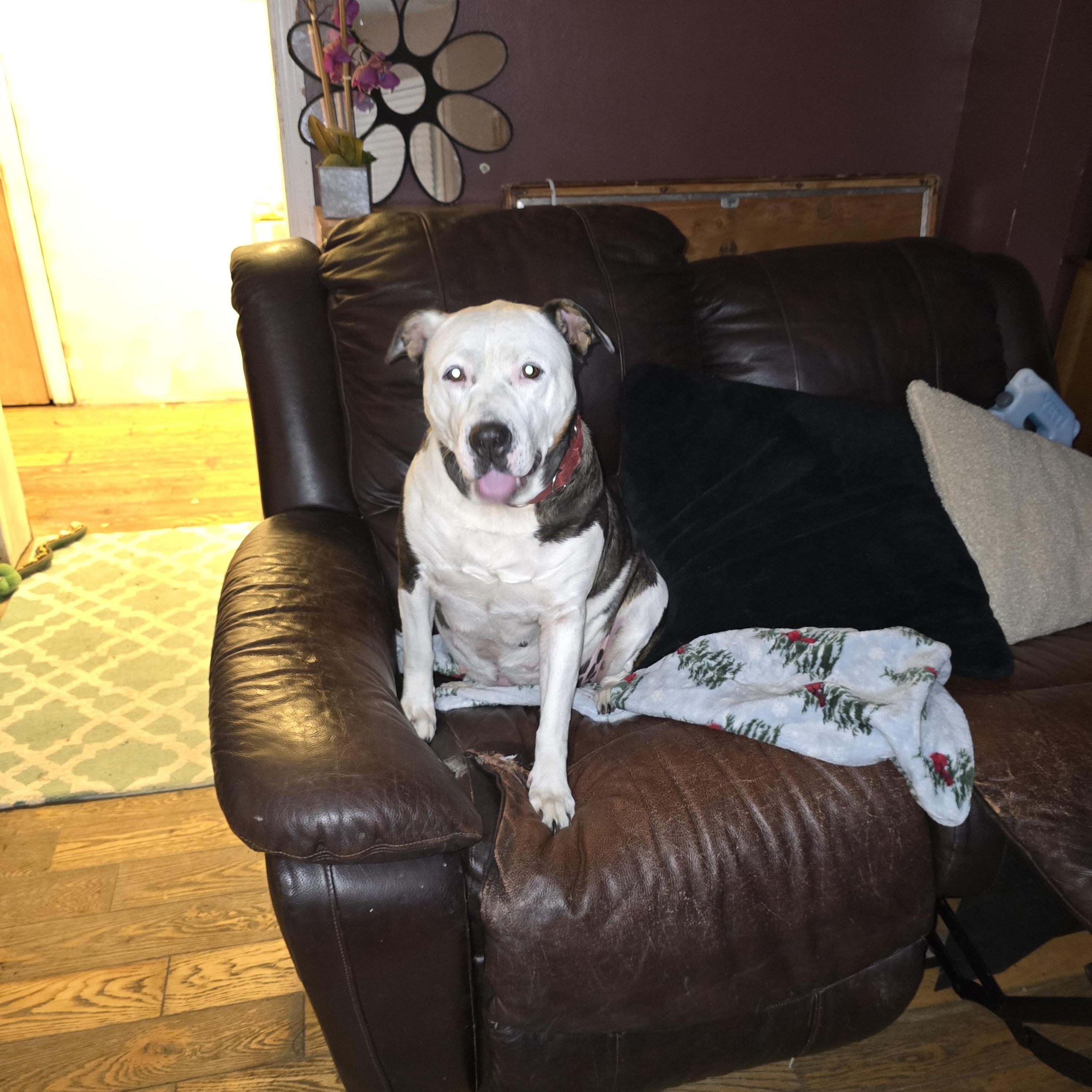 Athena (Mama), a Adoptable mixed breed in Nyack, NY image 4/4