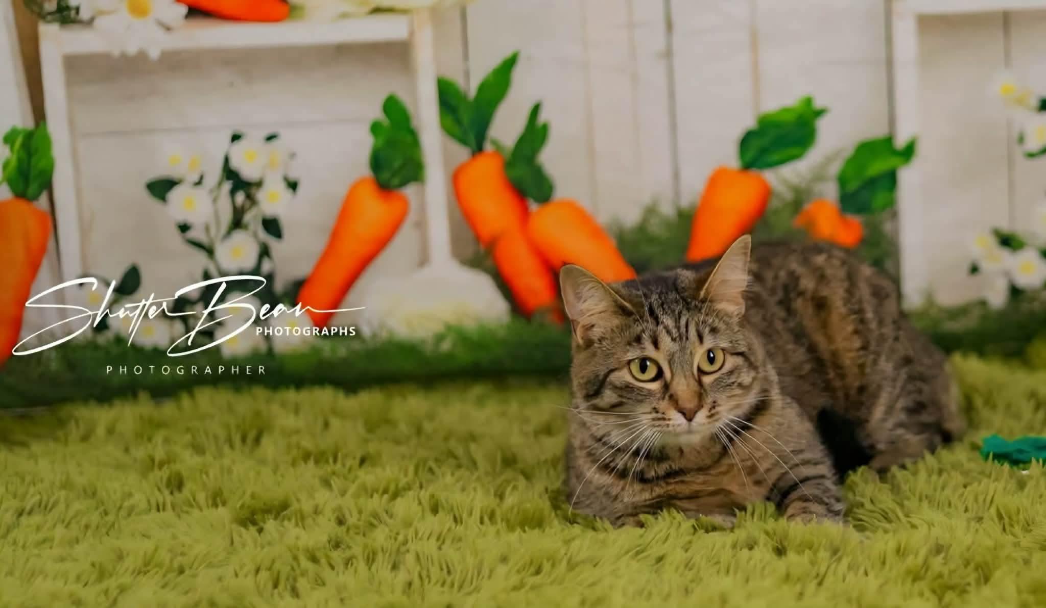 Enlarge Maya, a Adoptable mixed breed in Greensburg, PA image 6/6