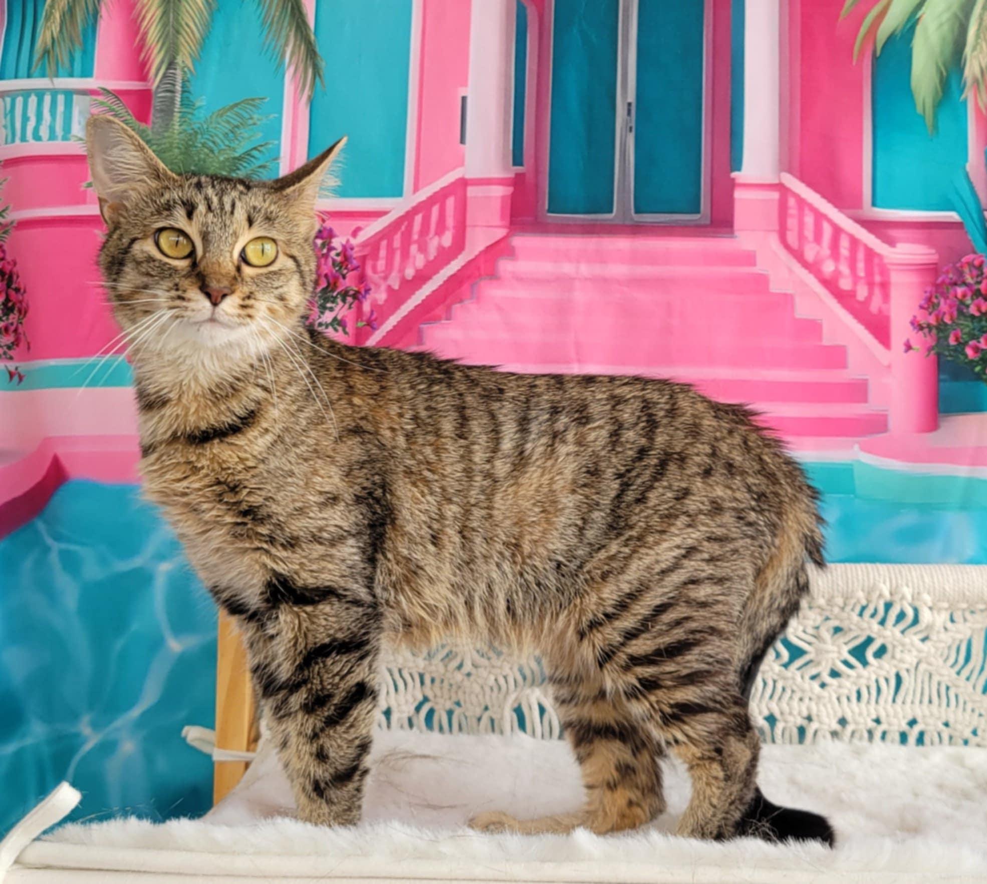 Enlarge Maya, a Adoptable mixed breed in Greensburg, PA image 3/6