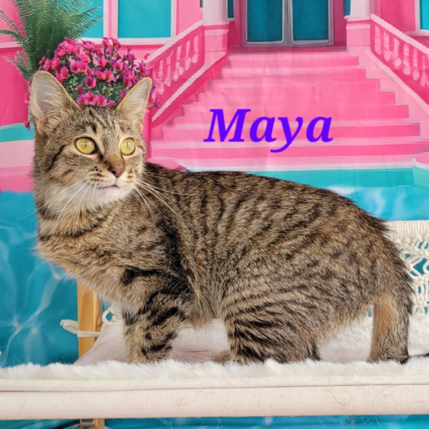Enlarge Maya, a Adoptable mixed breed in Greensburg, PA image 1/6