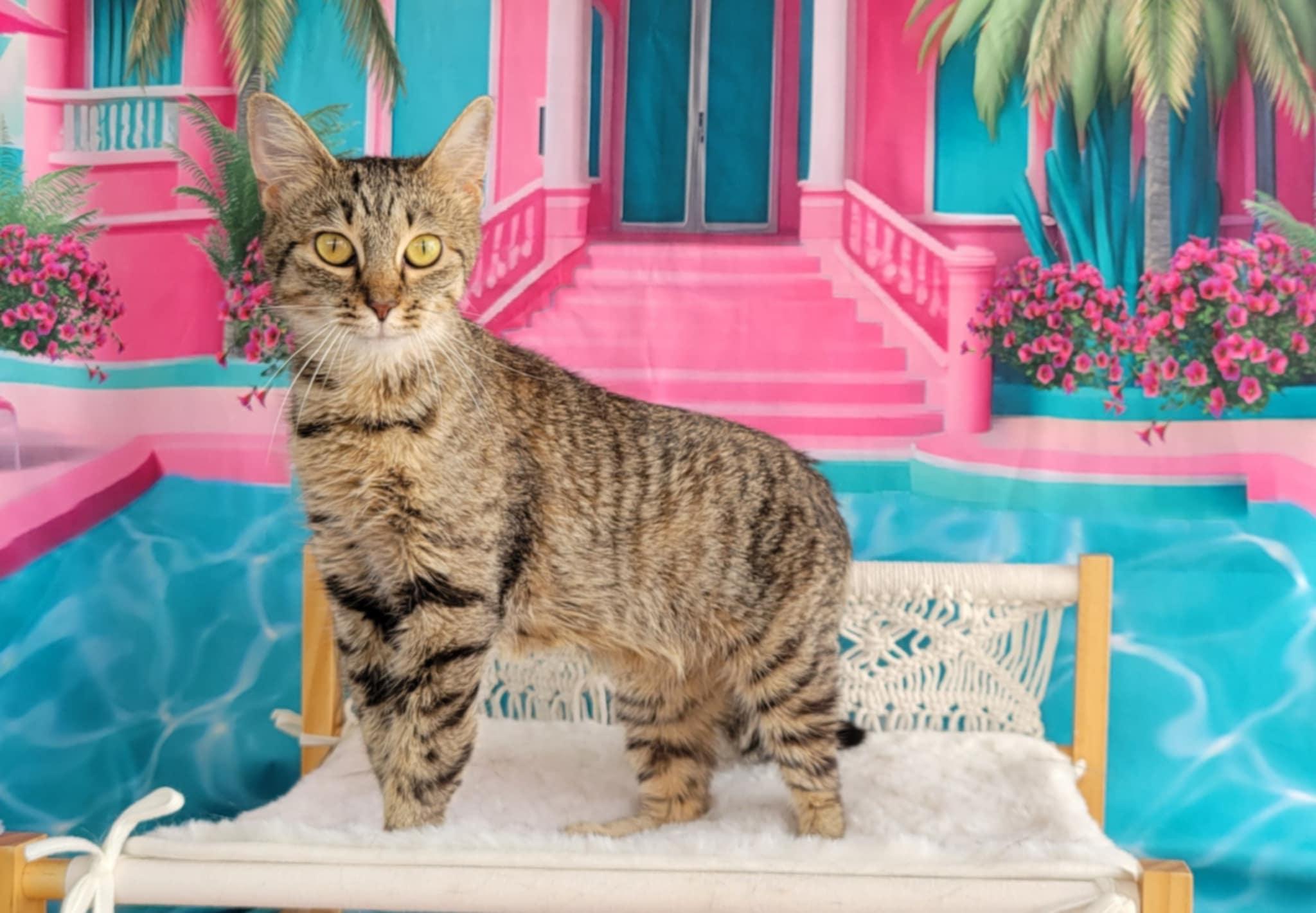 Enlarge Maya, a Adoptable mixed breed in Greensburg, PA image 5/6