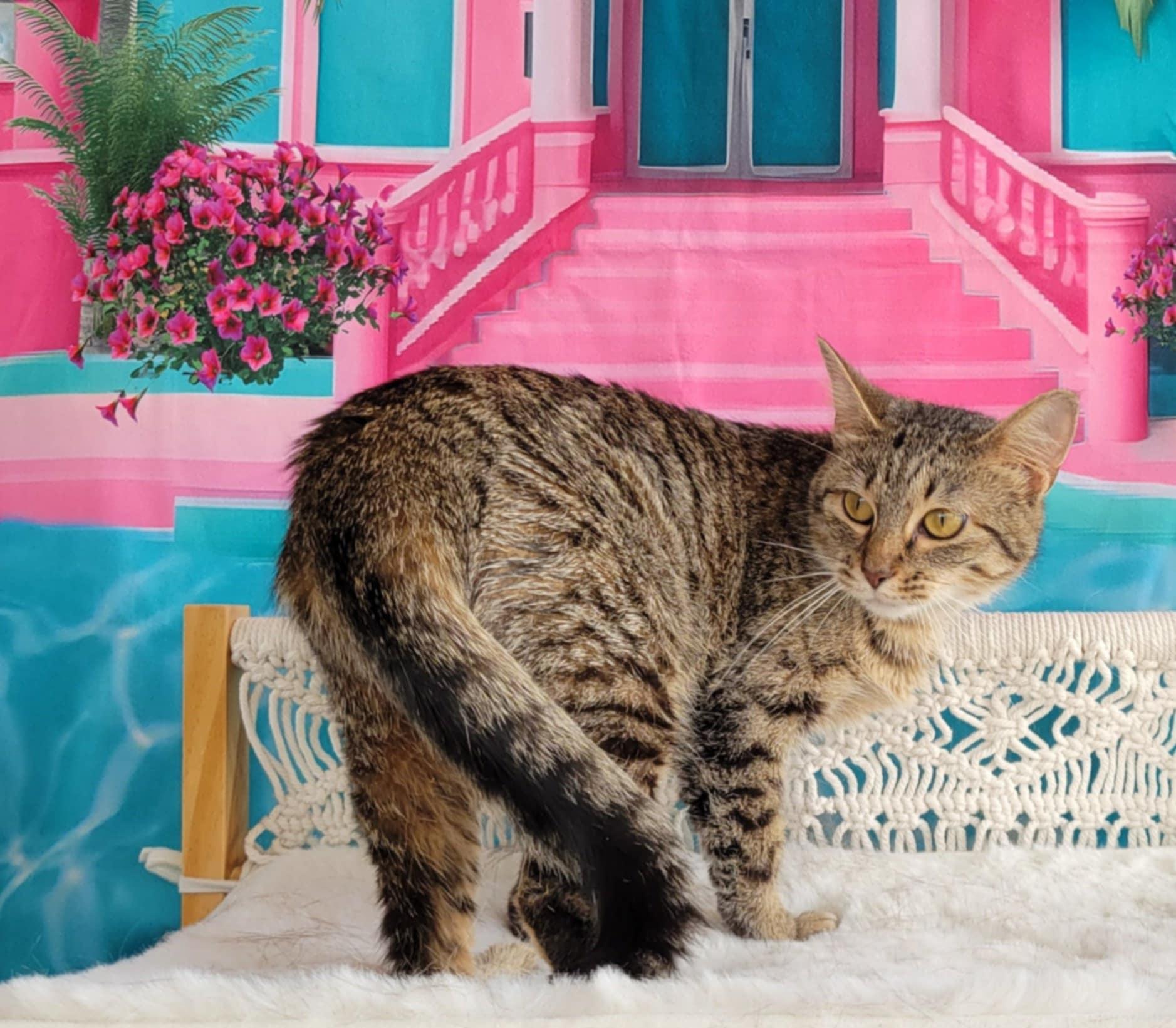 Enlarge Maya, a Adoptable mixed breed in Greensburg, PA image 6/6