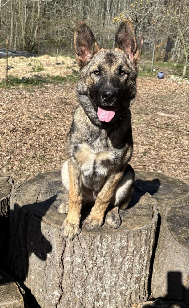 Enlarge Puppy Aspen (Courtesy Post), a Adoptable mixed breed in Fulton, CA image 1/6