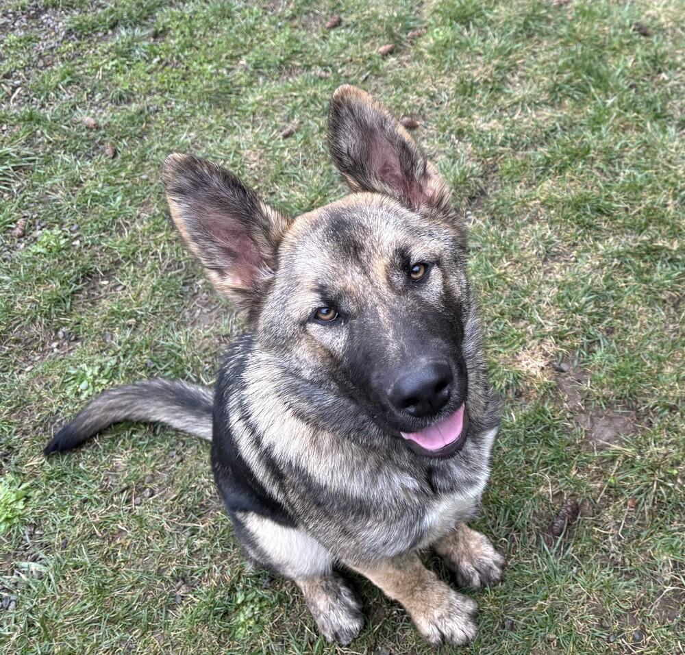 Enlarge Puppy Aspen (Courtesy Post), a Adoptable mixed breed in Fulton, CA image 2/6