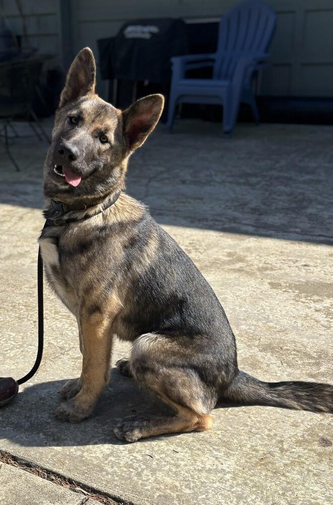 Enlarge Puppy Aspen (Courtesy Post), a Adoptable mixed breed in Fulton, CA image 3/6