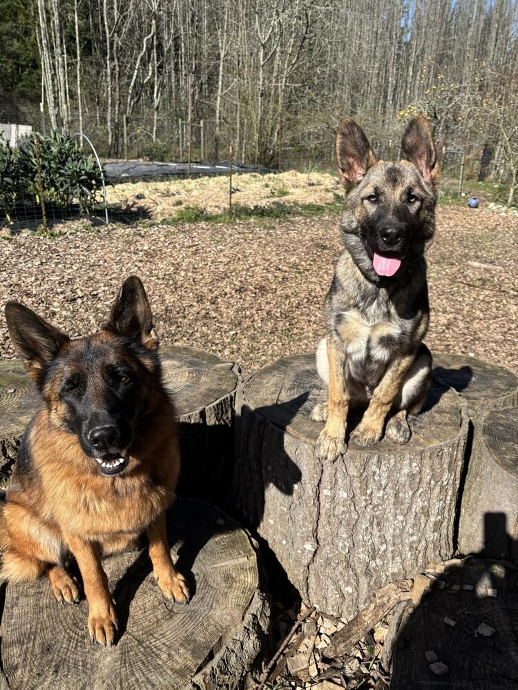 Enlarge Puppy Aspen (Courtesy Post), a Adoptable mixed breed in Fulton, CA image 4/6