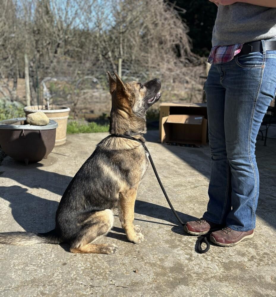 Enlarge Puppy Aspen (Courtesy Post), a Adoptable mixed breed in Fulton, CA image 5/6