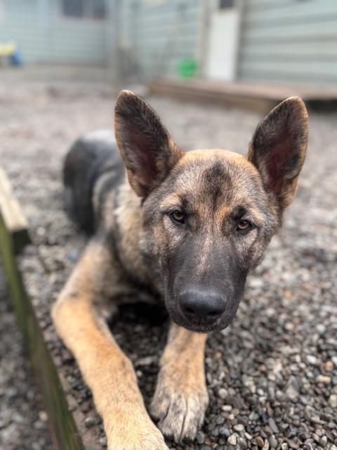 Enlarge Puppy Aspen (Courtesy Post), a Adoptable mixed breed in Fulton, CA image 6/6