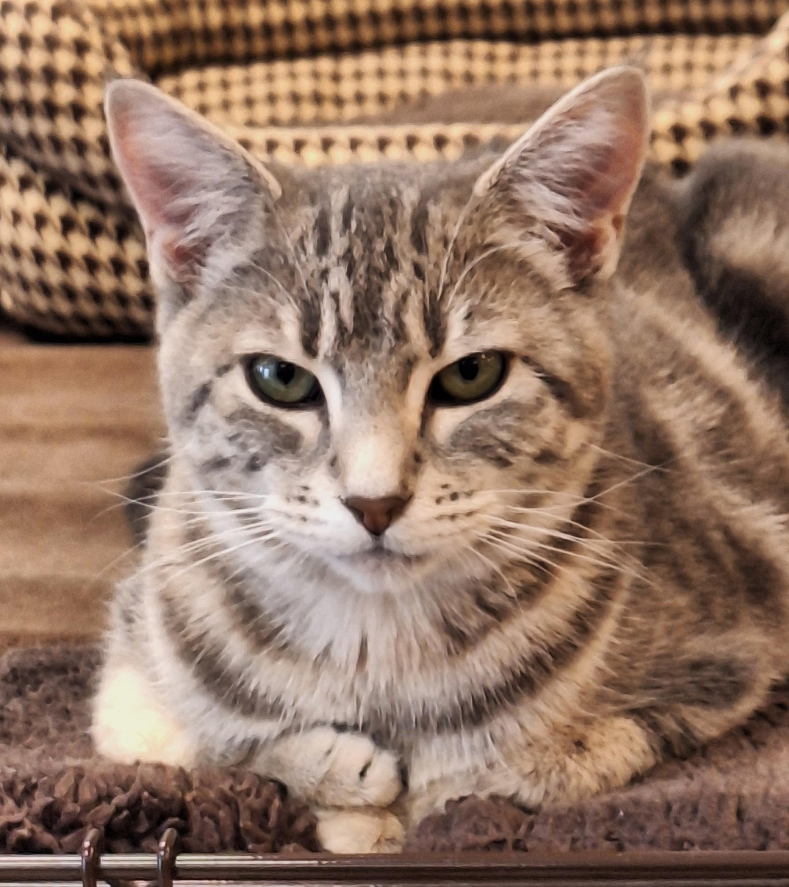 Enlarge Margaret aka Margie, a Adoptable mixed breed in Spokane, WA image 1/4