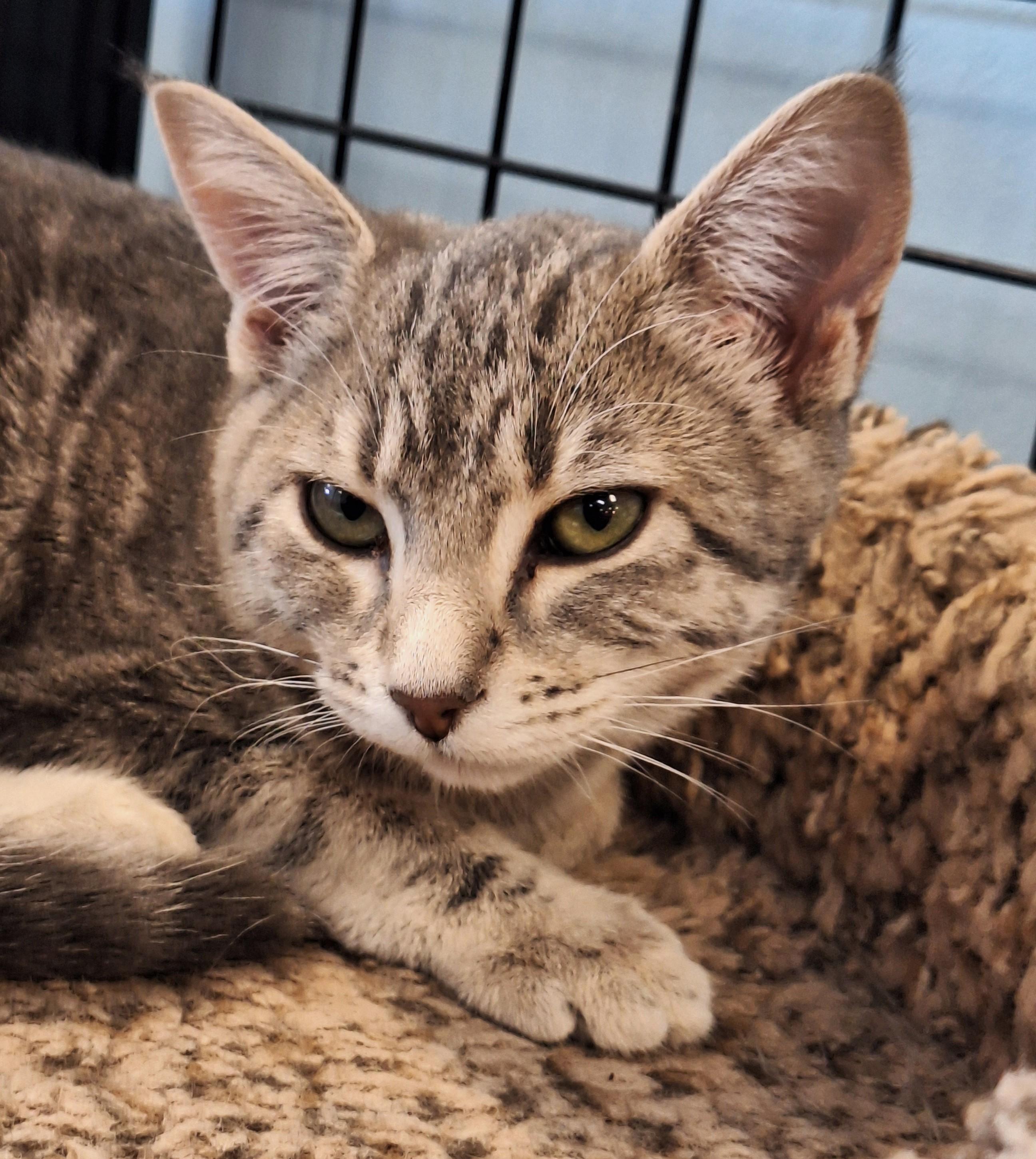 Enlarge Margaret aka Margie, a Adoptable mixed breed in Spokane, WA image 2/4