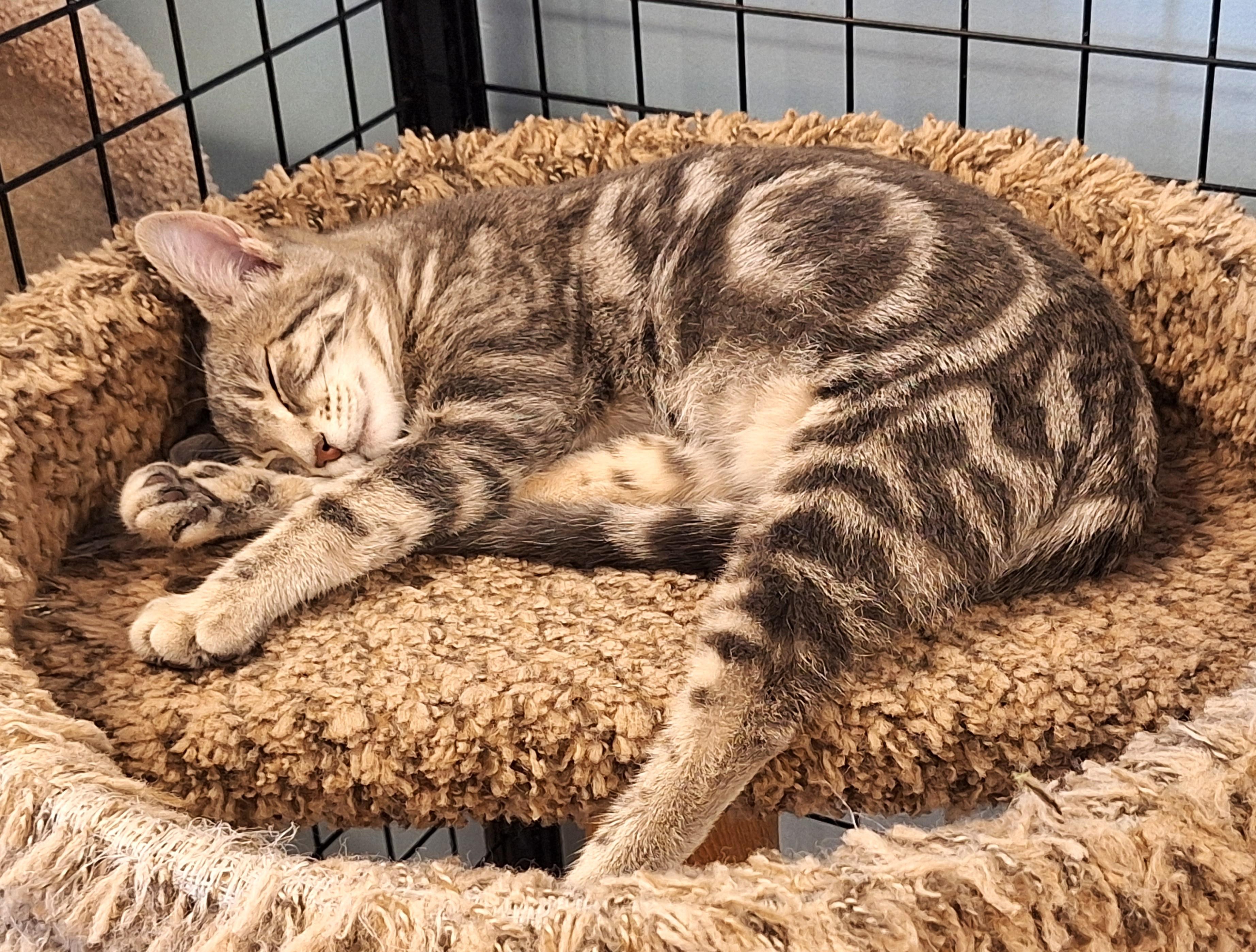 Enlarge Margaret aka Margie, a Adoptable mixed breed in Spokane, WA image 3/4