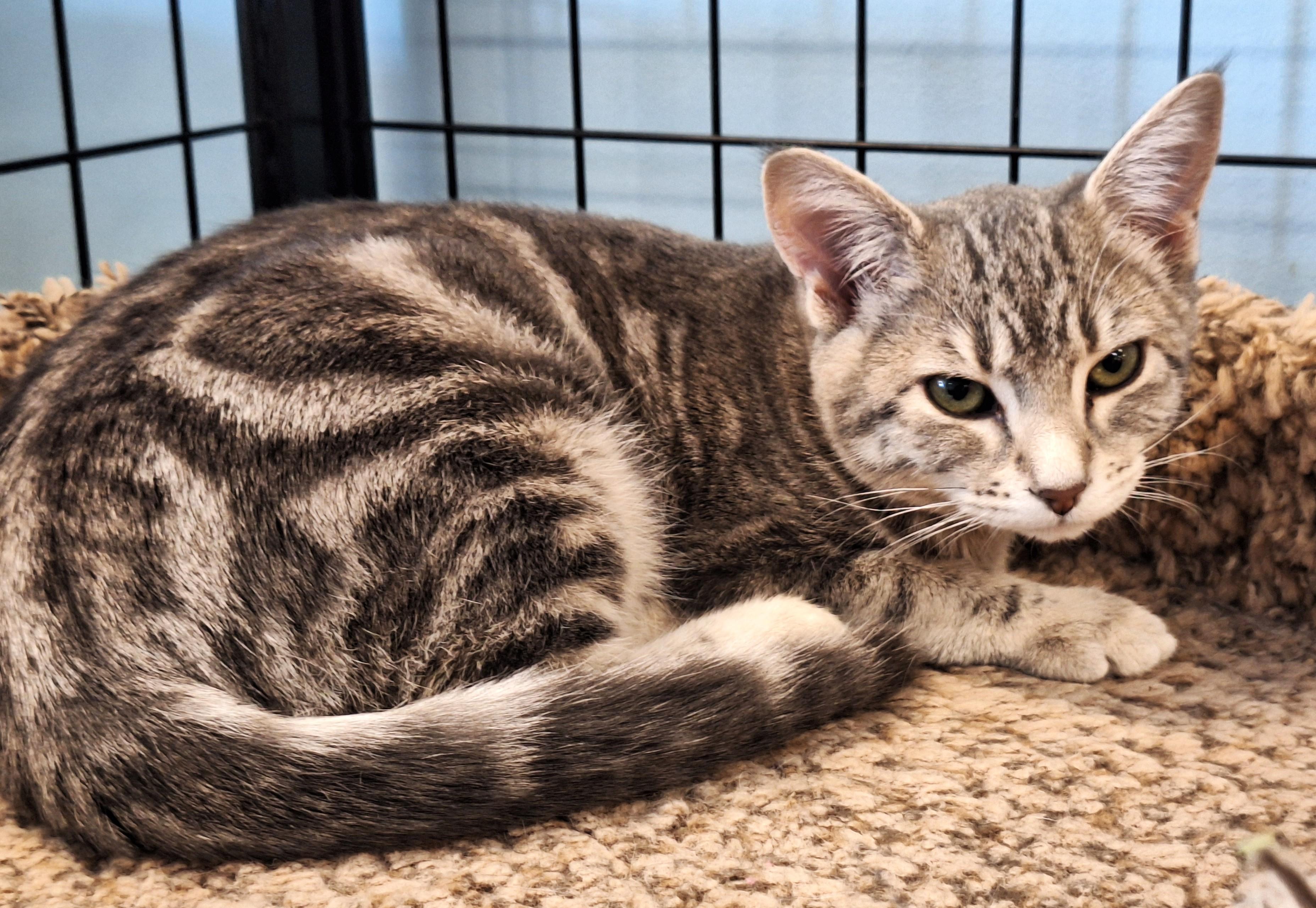 Enlarge Margaret aka Margie, a Adoptable mixed breed in Spokane, WA image 4/4