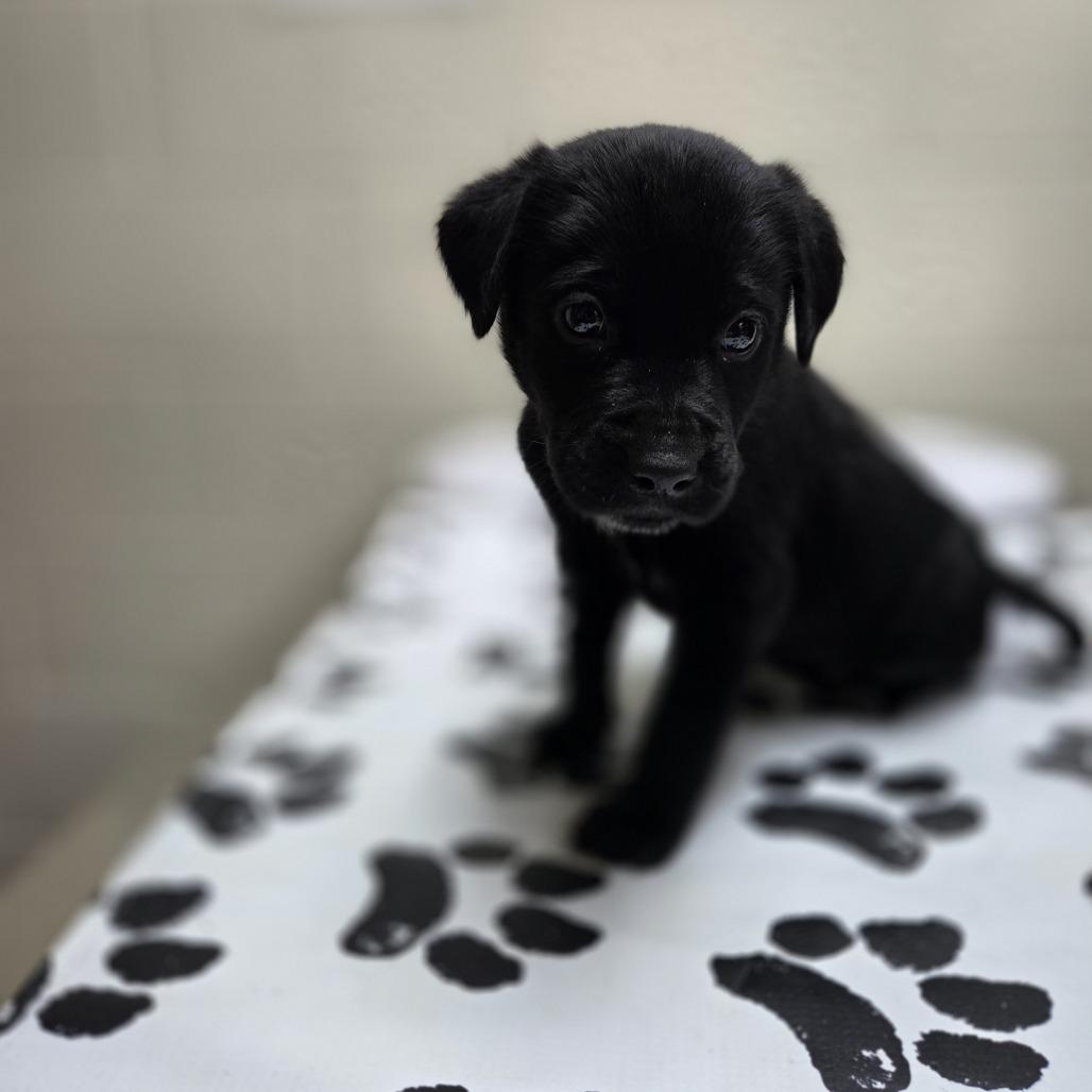 Mammoth, Adoptable, Puppy Female Retriever.