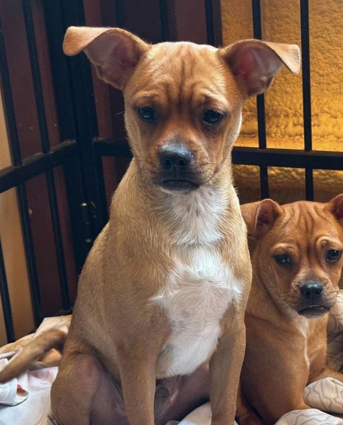 Chappo, Adopted, Puppy Male Chug & Pug.