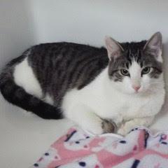 Enlarge Marbles, an adoptable Domestic Short Hair in Green Valley, AZ image 1/6