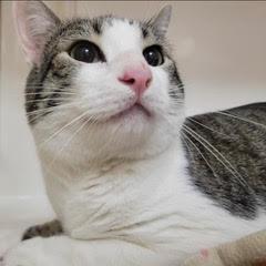 Enlarge Marbles, an adoptable Domestic Short Hair in Green Valley, AZ image 2/6