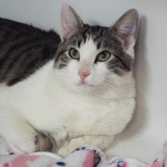 Enlarge Marbles, an adoptable Domestic Short Hair in Green Valley, AZ image 3/6