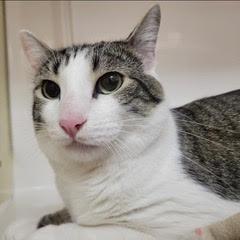 Enlarge Marbles, an adoptable Domestic Short Hair in Green Valley, AZ image 6/6